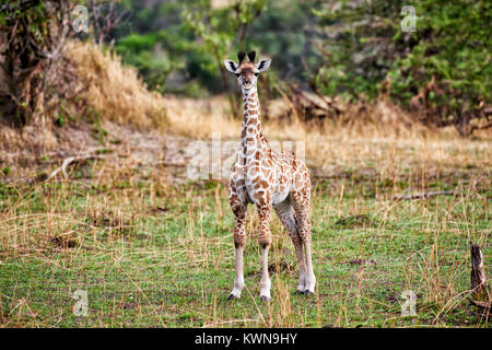 Neue geboren, Masai giraffe Giraffa Camelopardalis tippelskirchi, Serengeti Nationalpark, UNESCO-Weltkulturerbe, Tansania, Afrika Stockfoto