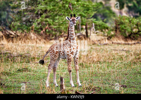 Neue geboren, Masai giraffe Giraffa Camelopardalis tippelskirchi, Serengeti Nationalpark, UNESCO-Weltkulturerbe, Tansania, Afrika Stockfoto