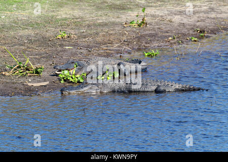 American alligator Sonnenbaden am Ufer des Flusses an Myakka River State Park, Florida Stockfoto