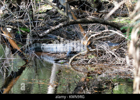 Getarnt American alligator Verstecken am Myakka State Park, Florida Stockfoto