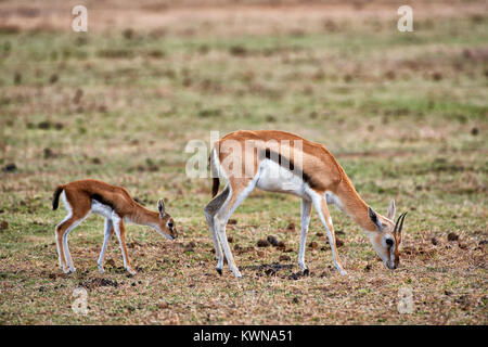 Thomson's gazelle Weibchen mit Jungen, Eudorcas nasalis, Ngorongoro Conservation Area, Weltkulturerbe der UNESCO, Tansania, Afrika Stockfoto