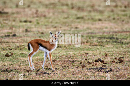 Kinder von Thomson Gazellen, Eudorcas nasalis, Ngorongoro Conservation Area, Weltkulturerbe der UNESCO, Tansania, Afrika Stockfoto