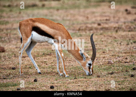 Maennliche Thomson-Gazelle, Eudorcas nasalis, Ngorongoro Krater, UNESCO Weltnaturerbe, Tansania, Afrika | männliche Thomson Gazellen, Eudorcas nasalis, NRO Stockfoto