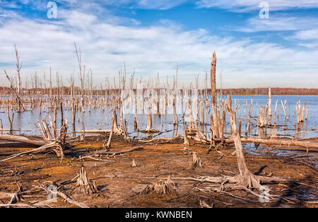 Ein See und Tot, umgestürzte Bäume. Land, das einmal von Wasser aus dem See bedeckt ist. Stockfoto