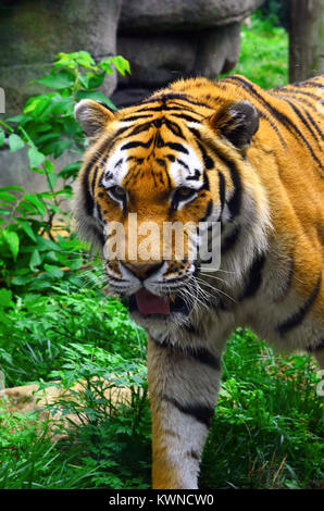 Eine Nahaufnahme von einem großen männlichen Tiger herumstreichen Stockfoto