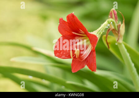 Hippeastrum-johnsonii Begraben (AMARYLLIDACEAE) Blumen sind in kaltem Wetter gepflanzt, dekoriert schön Home eingerichtet wie eine Blume ornament bepflanzten al Stockfoto