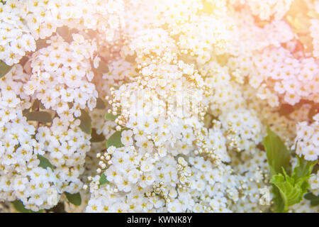 Spirea Blütenstand kleinen zarten weißen Blüten, grüne Blätter Blumen botanischen Muster Hintergrund. Natur Erwachen Ostern Reinheit Konzept. Website Ba Stockfoto