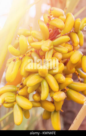 Bündel Cluster von Jungen Gelb Termine hängen an Palm Tree Branch Reifung. Golden Pink Sonnenlicht Flare. Weiche warme Pastellfarben. Schöne Inspirierende Stockfoto