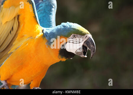 Gelb & Blau Ara Papagei nach vorne mit seinen Schnabel öffnen, gegen einen dunkelgrünen Hintergrund, Mexiko. Stockfoto