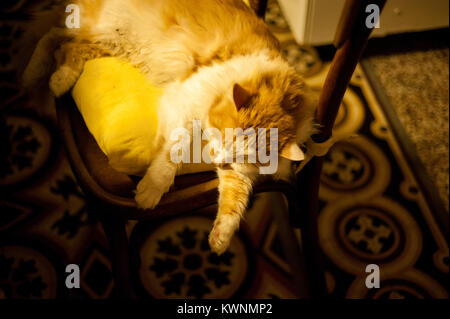 Katze schläft auf dem Stuhl Stockfoto