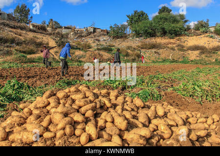 Eine Gruppe von Kindern sind auf der Suche nach Kartoffeln für ihre Familien in Gaza Stockfoto