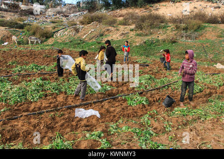 Eine Gruppe von Kindern sind auf der Suche nach Kartoffeln für ihre Familien in Gaza Stockfoto