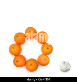 Schimmelige orange aus dem Kreis des Guten. Konzept für die Schlechten von den Guten. Stockfoto