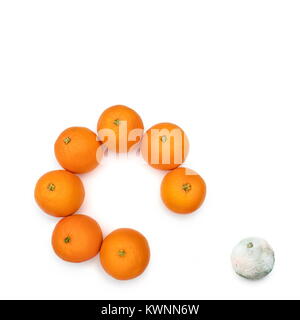 Schimmelige orange aus dem Kreis des Guten. Konzept für die Schlechten von den Guten. Stockfoto