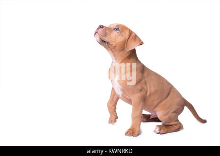 American Staffordshire Terrier auf weißem Hintergrund Stockfoto