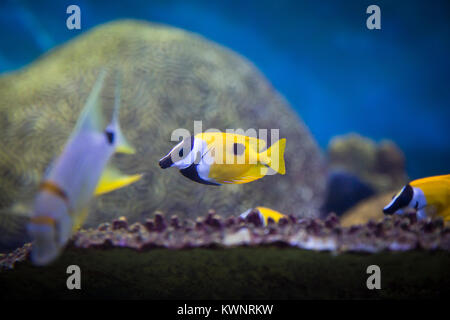 RF-Foto - verschiedene Meereslebewesen. tropische Fische, Schildkröten, Quallen, Stingray, Aquarium 031 Stockfoto