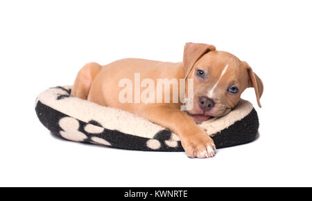 American Staffordshire Terrier Welpen spielen auf sein Kissen. Auf weiß Isoliert Stockfoto