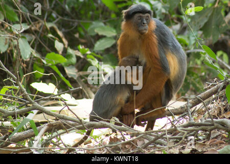 Red Colobus Affen in Bigilo forest park in Gambia, Westafrika entfernt Stockfoto