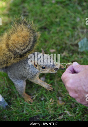 Nett freundlich Bushy tailed Eichhörnchen, eine Eichel als Nahrung aus einem mans hand in ein outdoor Park auf grünem Gras Stockfoto