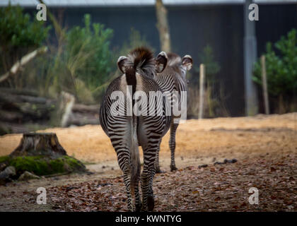 Zebras von Savannah Stockfoto