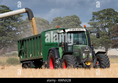 Claas Lexikon 760 Mähdrescher Füllung Trailer mit Getreide, bei der Ernte von einem Fendt Vario 820 gezogen, North Yorkshire, UK. Stockfoto