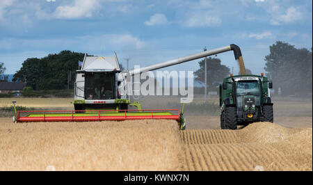 Claas Lexikon 760 Mähdrescher Füllung Trailer mit Getreide, bei der Ernte von einem Fendt Vario 820 gezogen, North Yorkshire, UK. Stockfoto