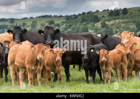 Herde von gewerblichen Fleischerzeugung gehaltenen Rinder mit Limousin gezeugt Kälber, die in den Yorkshire Dales, UK. Stockfoto
