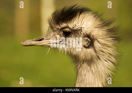 Mehr Rhea Rhea americana, Südamerika, Captive, Stockfoto