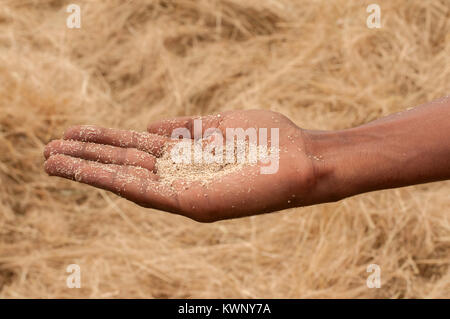 Eine Hand voll von Teff Samen nach der Ernte in Äthiopien. Stockfoto