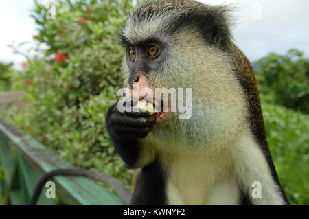 Mona Affe, Grand Etang National Park, Grenada, Karibik Stockfoto