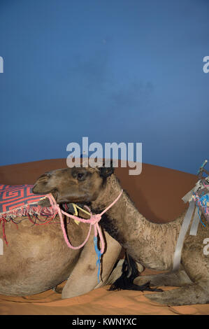 Kamele auf den Sand Dünen von Merzouga, Marokko, Nordafrika Stockfoto