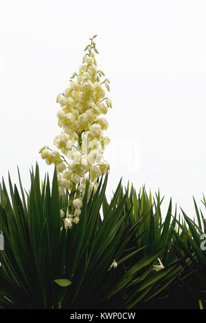 Eine blühende Palm Tree ist in der Nähe fotografiert. Pflanzen. Stockfoto