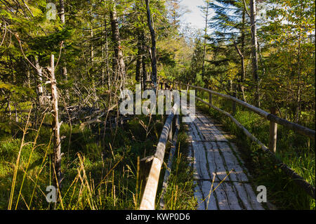 Hohlohsee bog See in der Nähe von kaltenbronn Schwarzwald Baden-Württemberg Deutschland Stockfoto