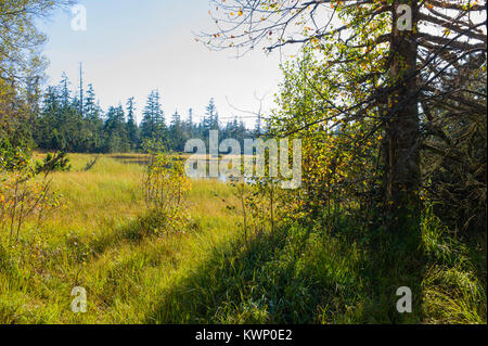 Hohlohsee bog See in der Nähe von kaltenbronn Schwarzwald Baden-Württemberg Deutschland Stockfoto