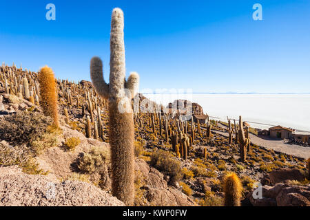 Sehr große Kakteen im Cactus Island, Salar de Uyuni (Salzsee) in der Nähe von Uyuni, Bolivien Stockfoto