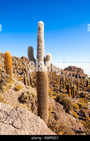 Sehr große Kakteen im Cactus Island, Salar de Uyuni (Salzsee) in der Nähe von Uyuni, Bolivien Stockfoto