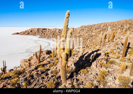 Sehr große Kakteen im Cactus Island, Salar de Uyuni (Salzsee) in der Nähe von Uyuni, Bolivien Stockfoto