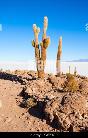 Cactus Insel im Salar de Uyuni (Salzsee) in der Nähe von Uyuni in Bolivien Stockfoto