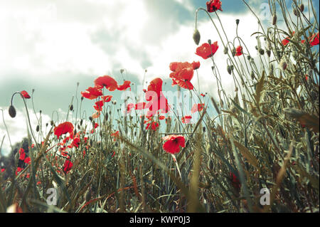 Rote Mohnblumen auf dem Feld in den Himmel mit weichen wintage Filter Stockfoto