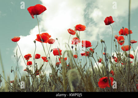 Rote Mohnblumen auf dem Feld in den Himmel mit weichen wintage Filter Stockfoto