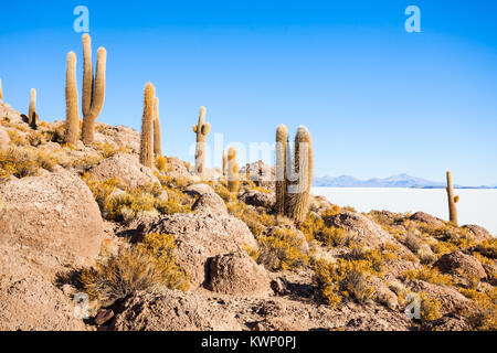 Anzeigen von Kakteen, die Isla del Pescado (Fisch Insel) mit der Uyuni Salzsee in Bolivien Stockfoto