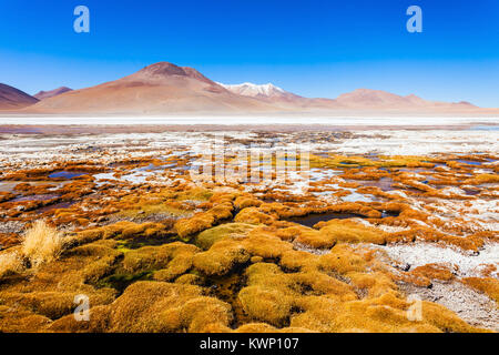 Laguna Honda ist ein Salzsee in den Altiplano von Bolivien Stockfoto