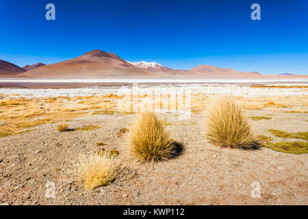 Laguna Honda ist ein Salzsee in den Altiplano von Bolivien Stockfoto