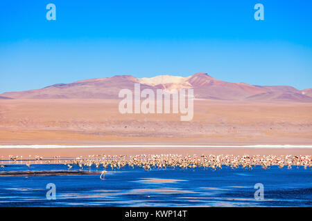 Flamingos an der Laguna Colorada (Roter See) ist ein salzsee im Altiplano von Bolivien Stockfoto