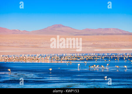 Flamingos an der Laguna Colorada (Roter See) ist ein salzsee im Altiplano von Bolivien Stockfoto