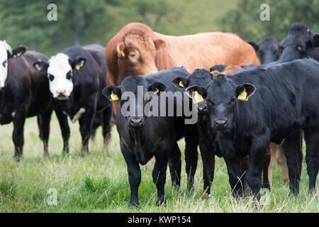 Limousin Stier in mit Herde von kommerziellen uckler Rinder im Hochland, North Yorkshire, UK. Stockfoto