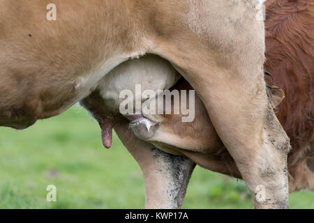 Limousin Kuh mit Kalb trinken Milch aus dem Euter. Cumbria, Großbritannien. Stockfoto