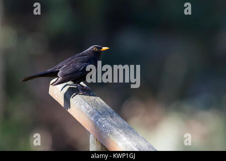 Männliche Amsel Turdus merula, stehend auf hölzernen Rampe Stockfoto