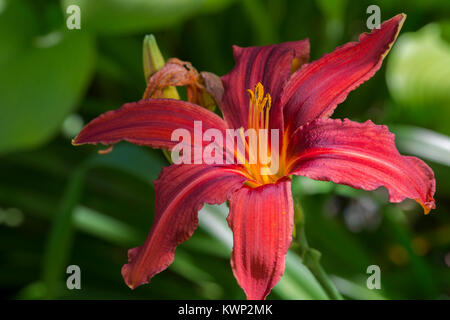Rote König Daylily Stockfoto