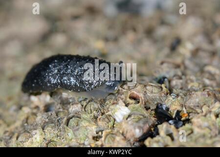 Celtic Sea Slug (Onchidella celtica) Kriechen über rankenfußkrebse befestigt auf einer niedrigen Spring Tide, Cornwall, UK, April bis Rock ausgesetzt. Stockfoto